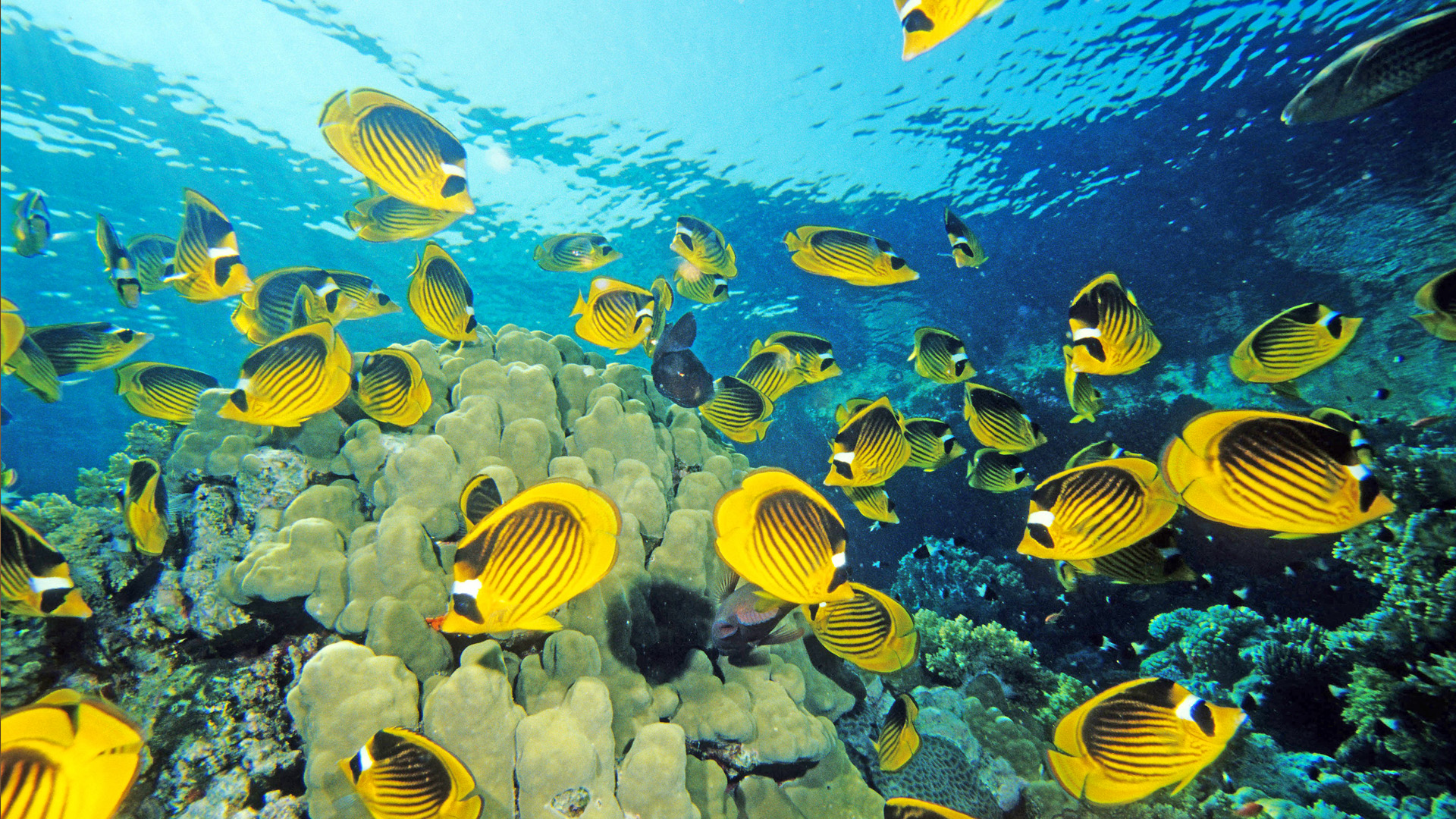 High Quality Cartton Fish Undersea Desktop Wallpaper Cute
