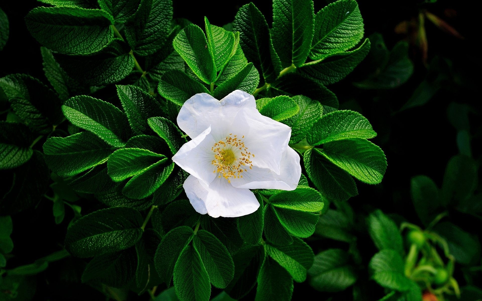 Stunning White Flowers Wallpaper
