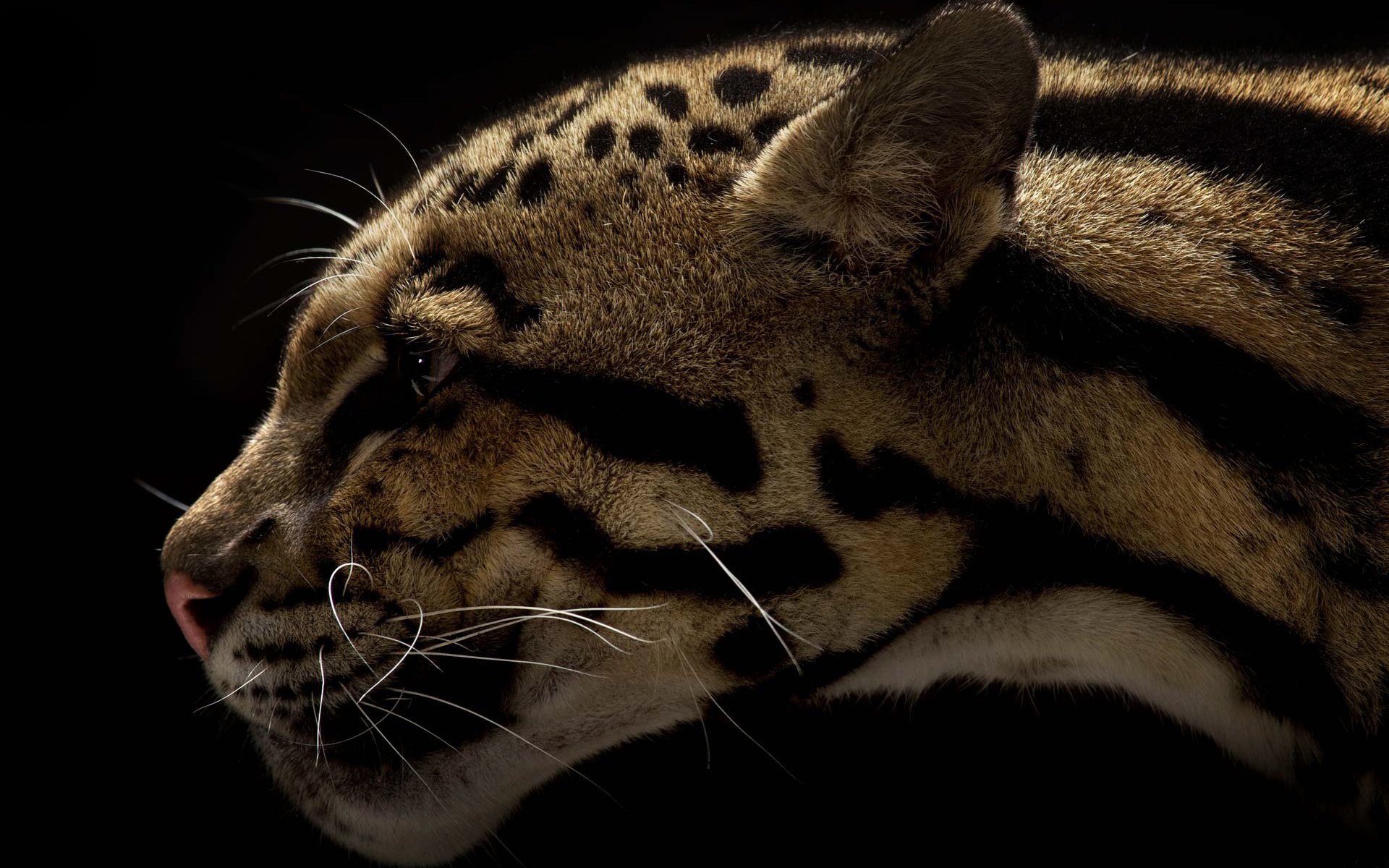 Clouded Leopard HD Wallpaper Background Image Id