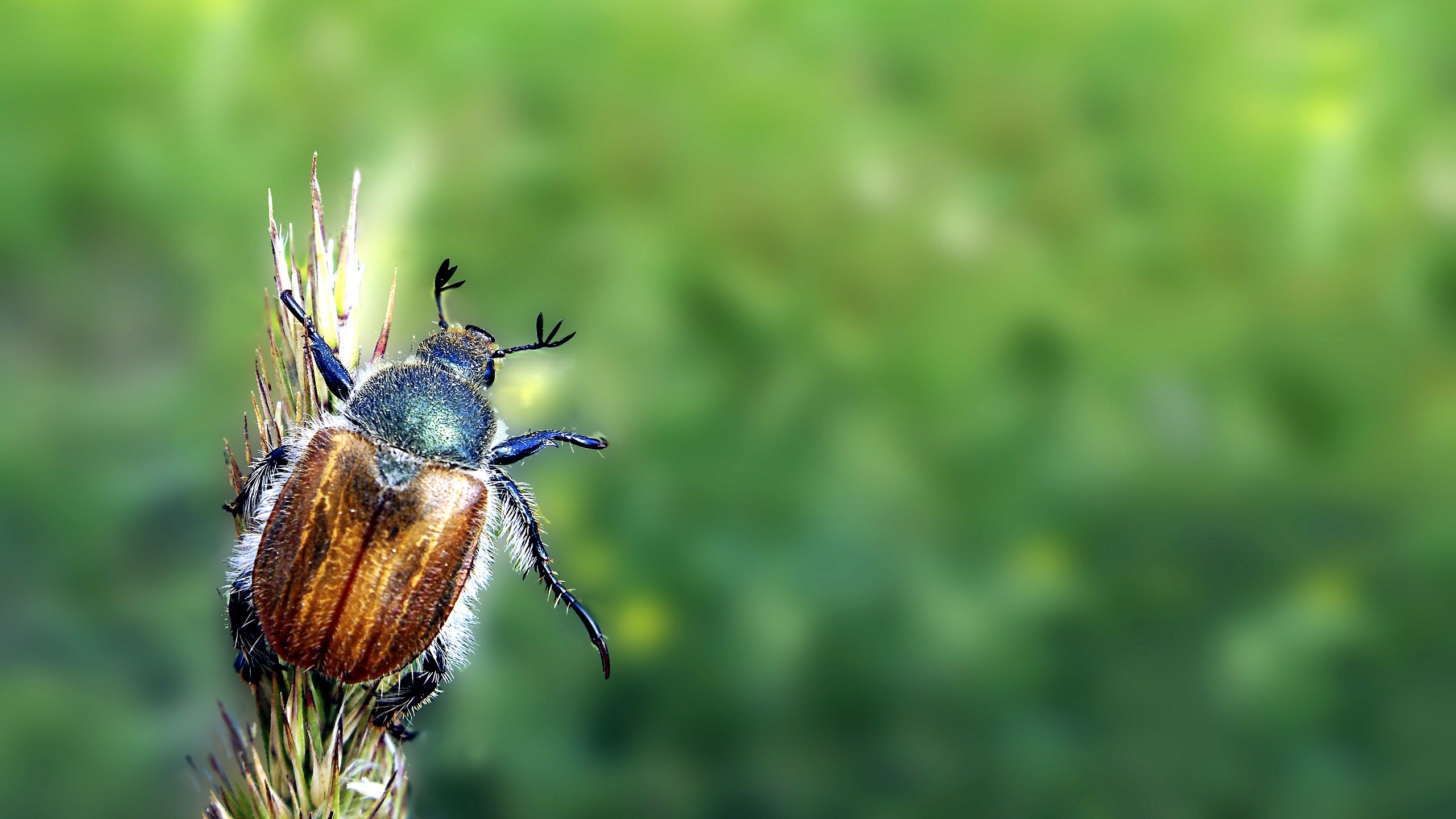 Insects Wallpaper