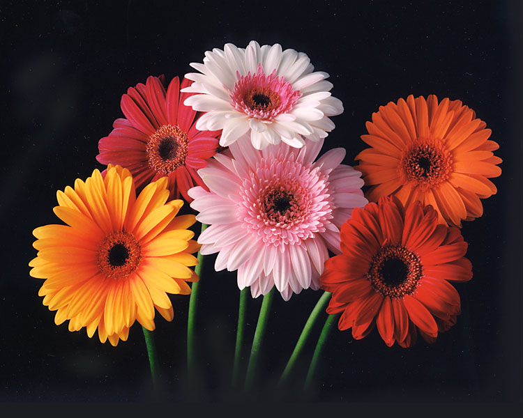 Gerber Daisy Tattoo Gerbera Dawning Love