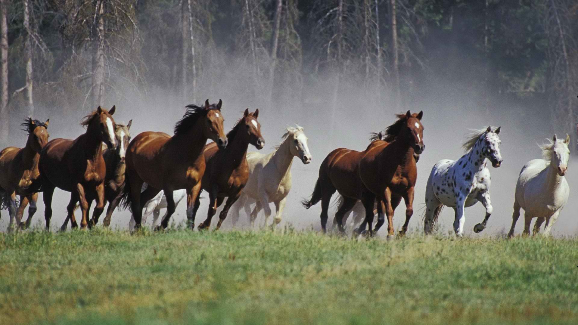 Animals Horses Wallpaper