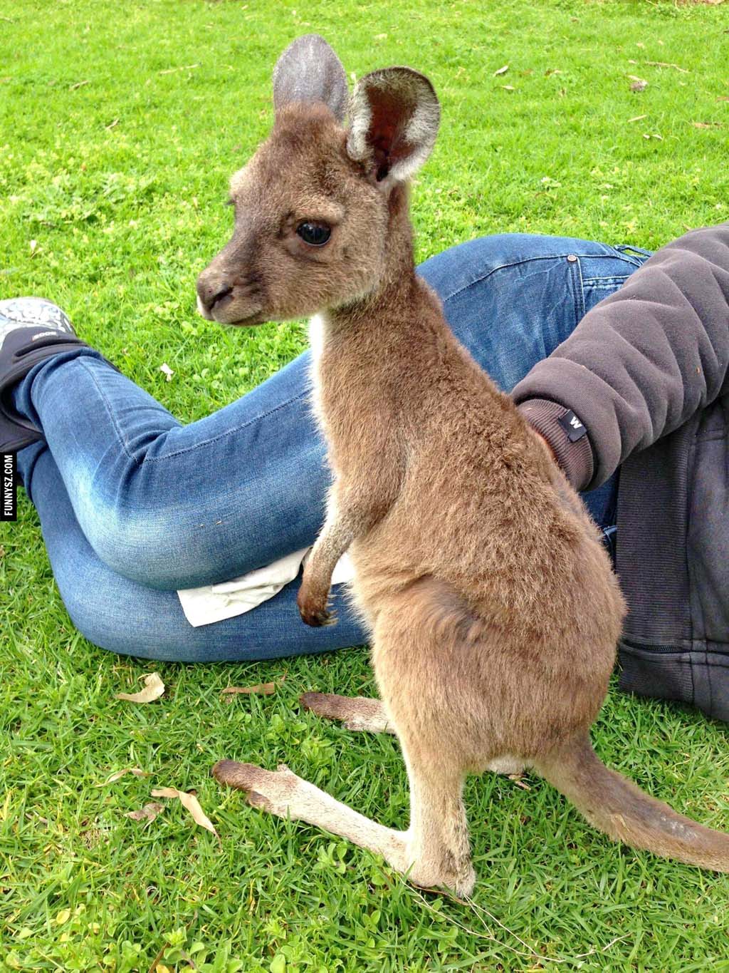 Cute Baby Kangaroo Get Wallpaper For Your Cell Phone