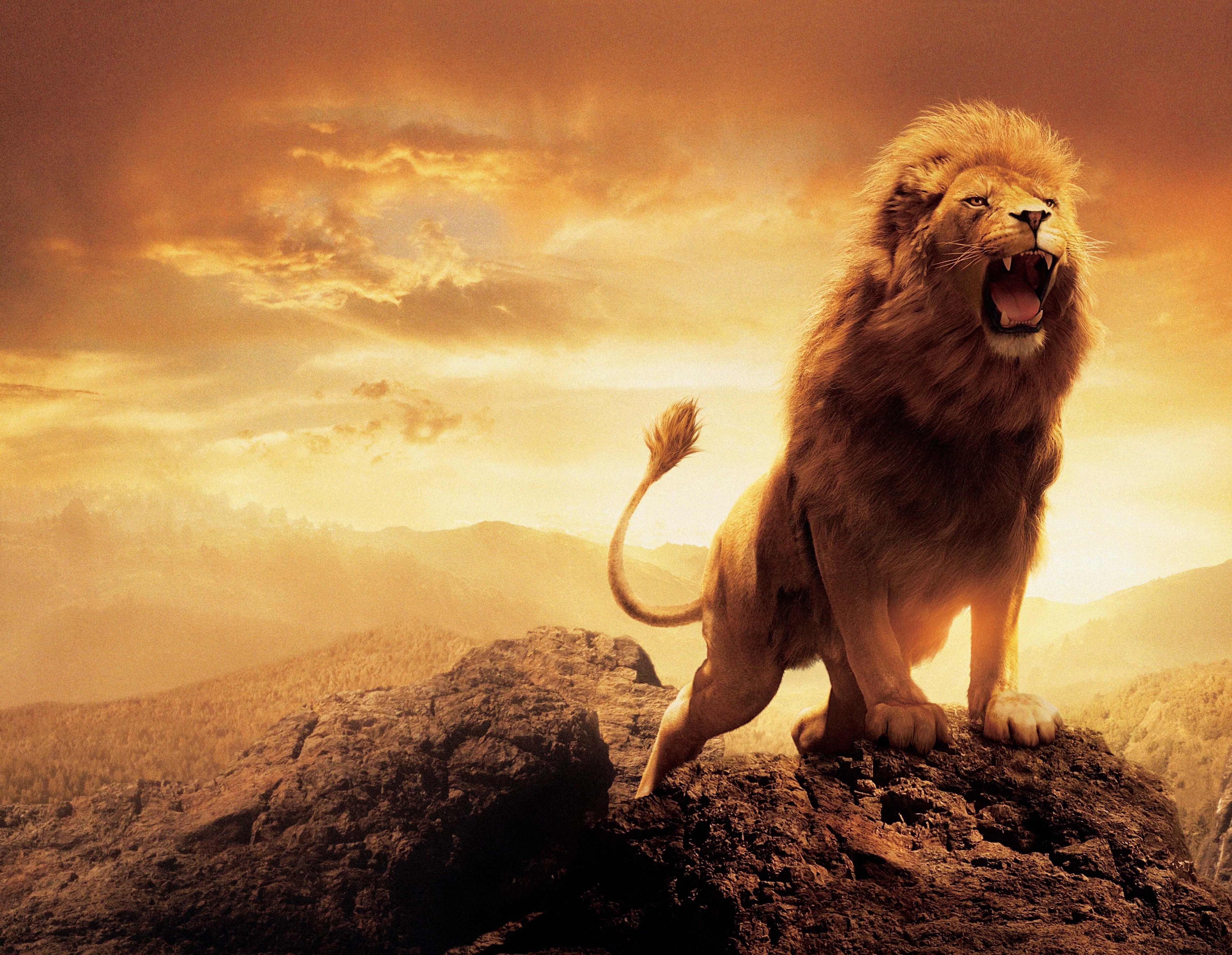 Lion Wallpaper HD