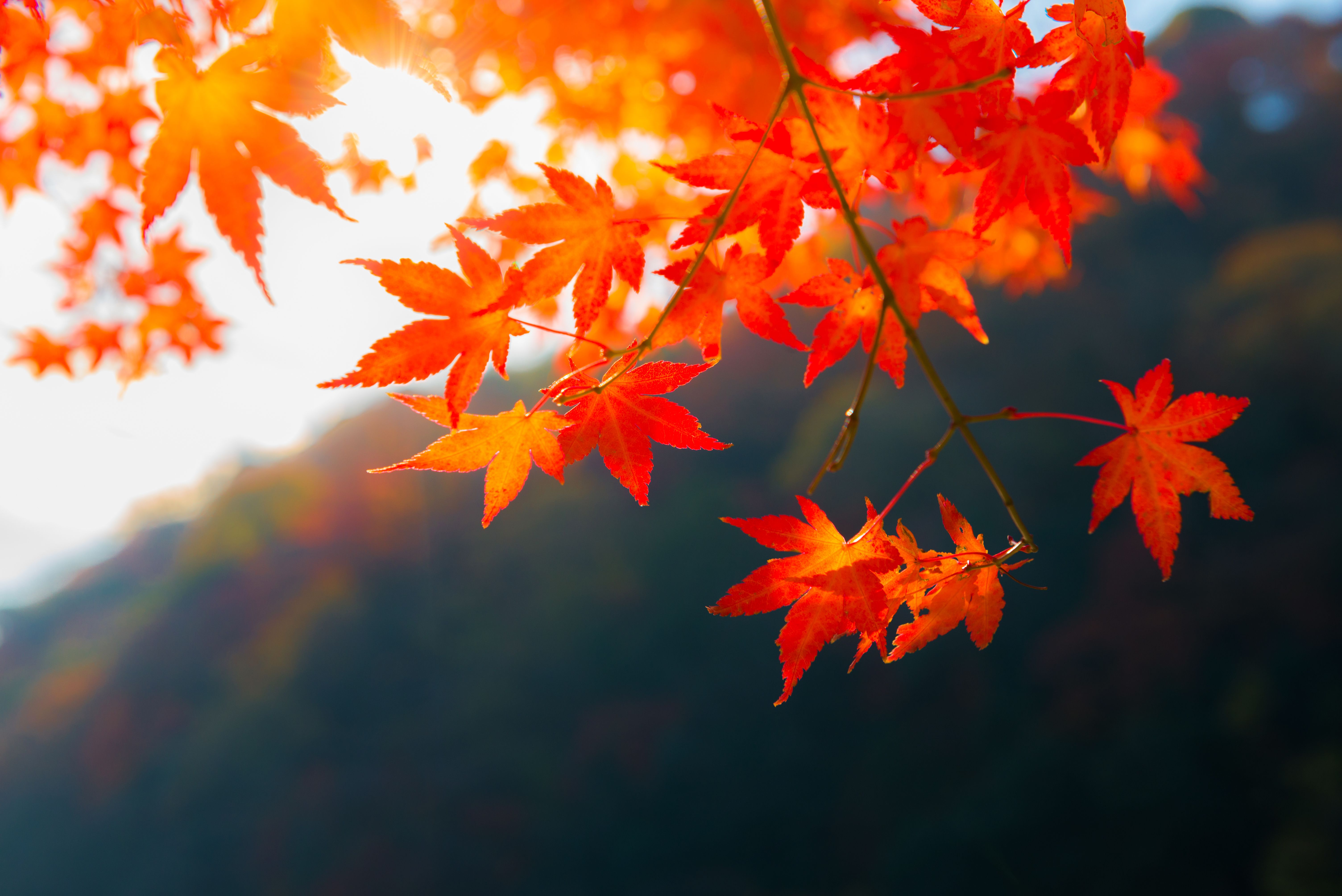 Fall Wallpaper And Background For Your Puter