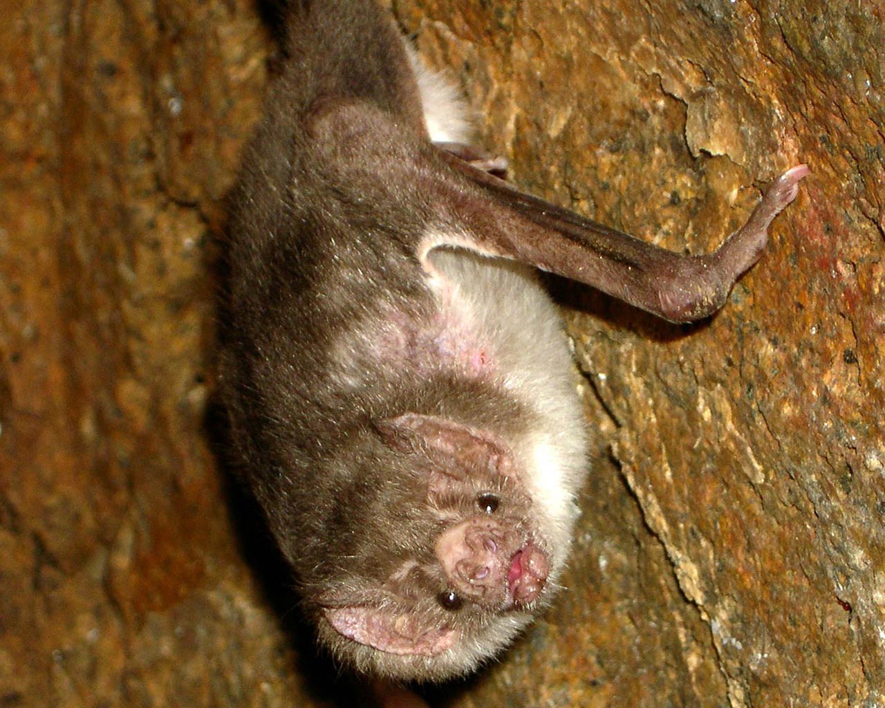 Vampire Bat Wallpaper HD In Animals Imageci