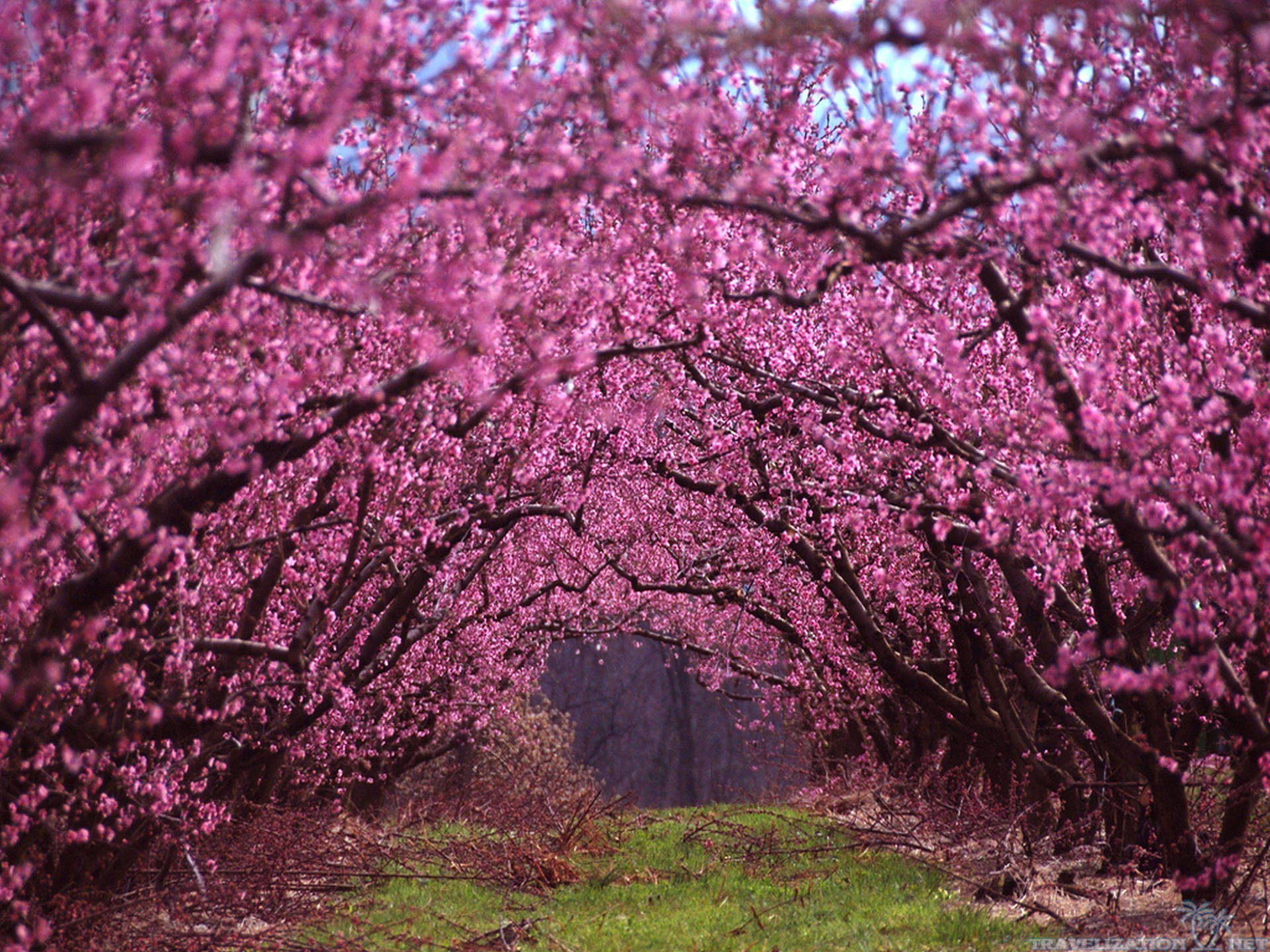Most Beautiful Spring Wallpaper