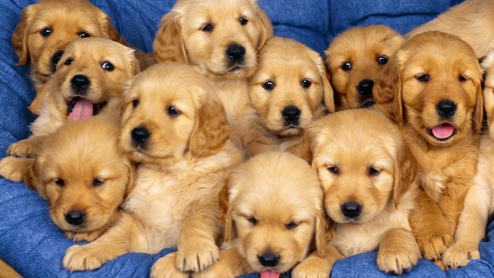 Beautiful Dog Image Cute Puppies Wallpaper HD Baby