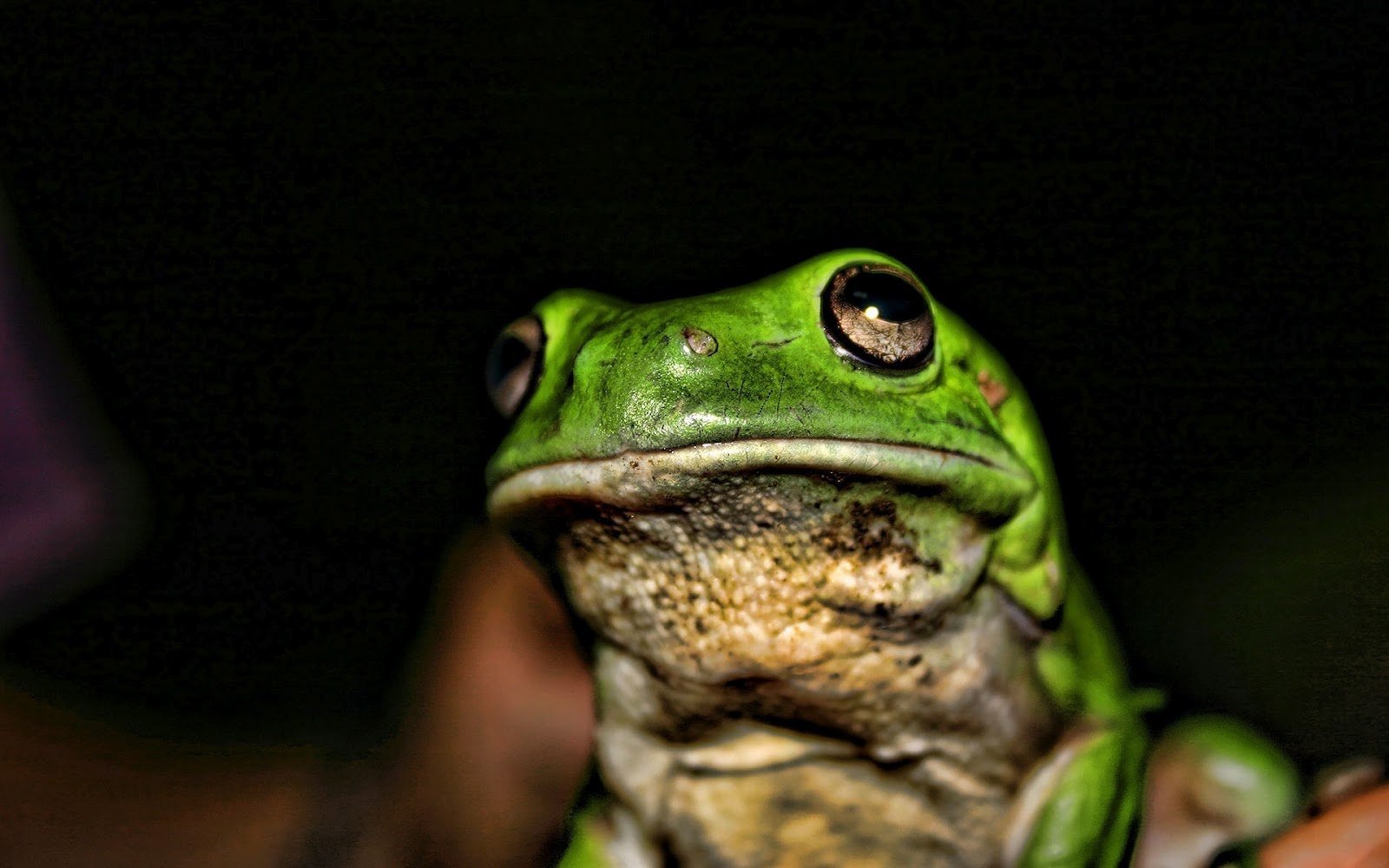 HD animal wallpaper with a green frog HD frogs wallpapers