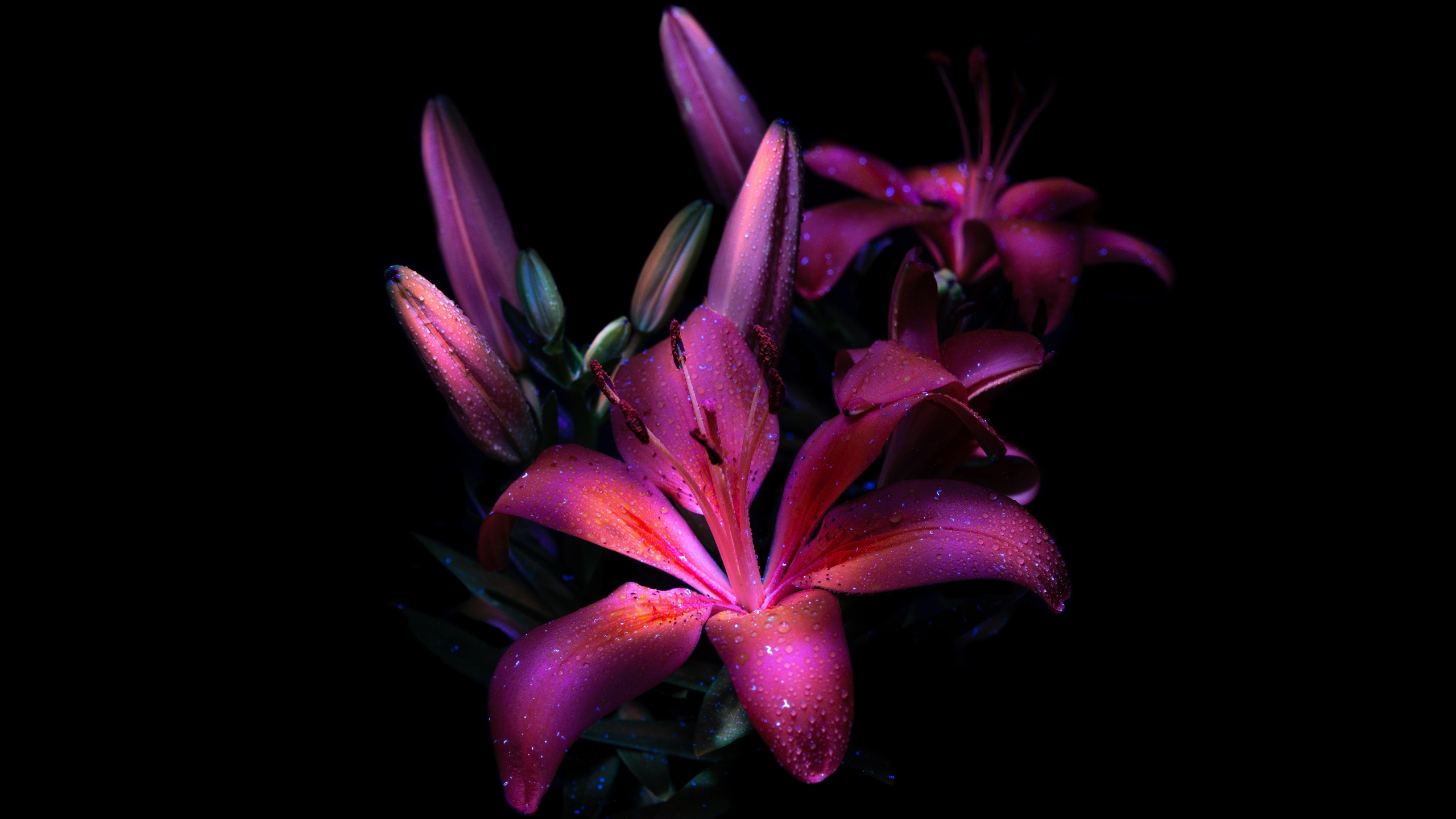 Lily Flower Wallpaper HD