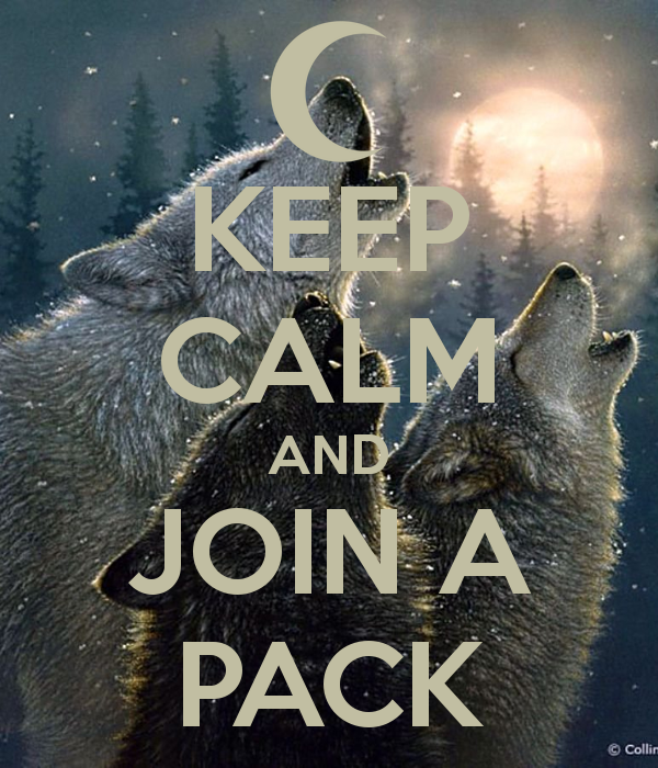 Wolf Pack Howling Wallpaper Normal Wolfpack