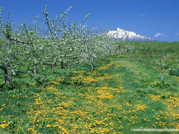 Wallpaper Spring