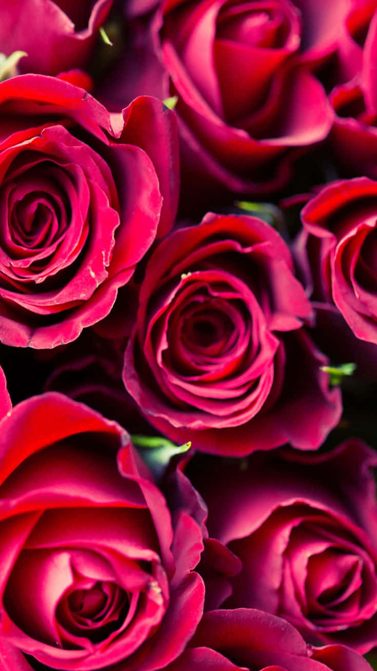 Cute Rose Wallpaper