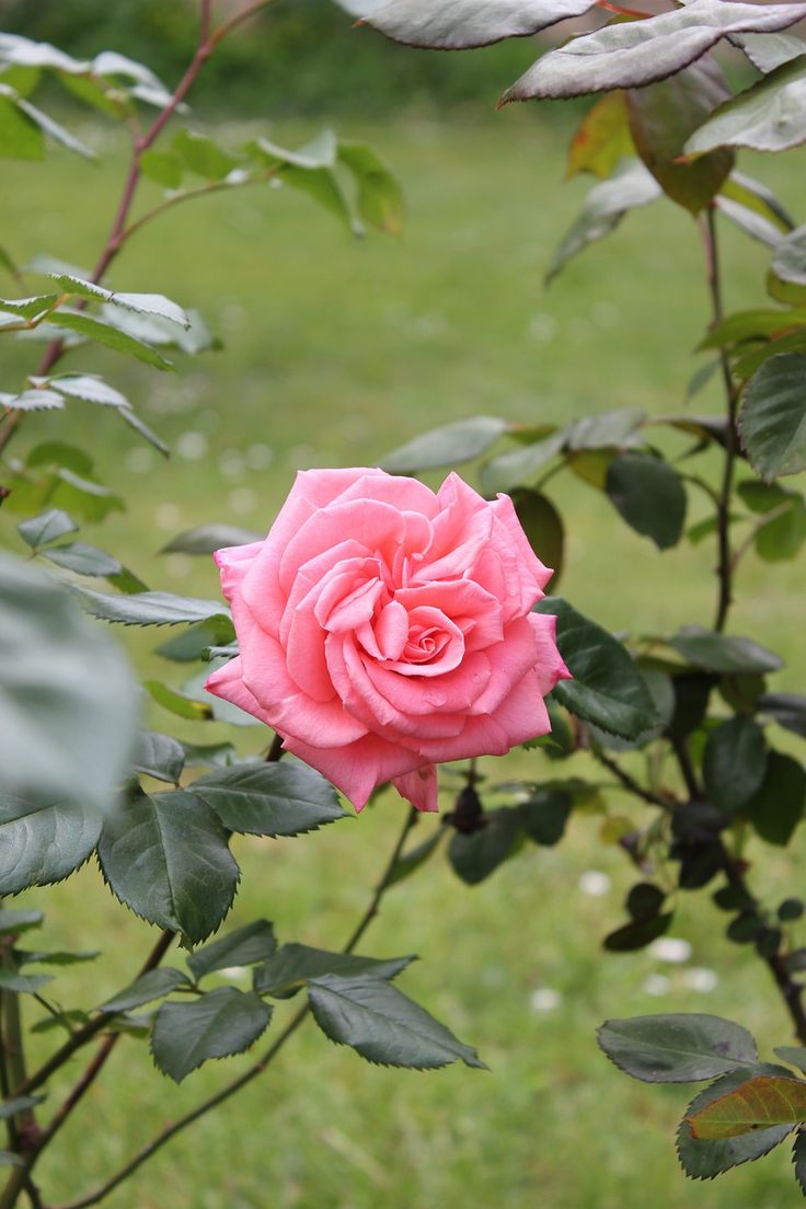 Free Image on   Rose Pink Flower Nature Rose flower