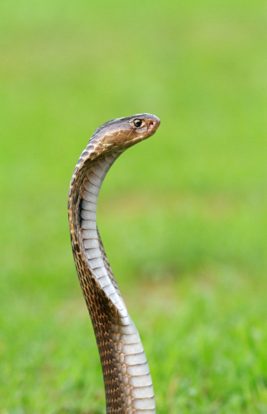 Beautiful Garter Snake HD Desktop Wallpaper For Background Full