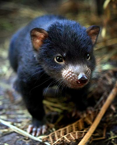 Tasmanian Devil Facts Pictures Diet Sounds And Video Australian