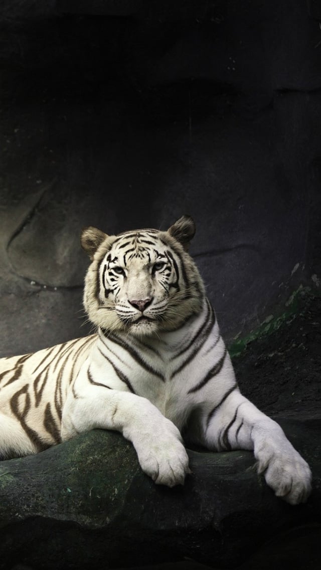 iPhone wallpapers HD White tiger Backgrounds