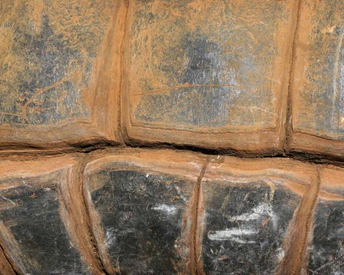 Giant Tortoise Shell Patter Wallpaper