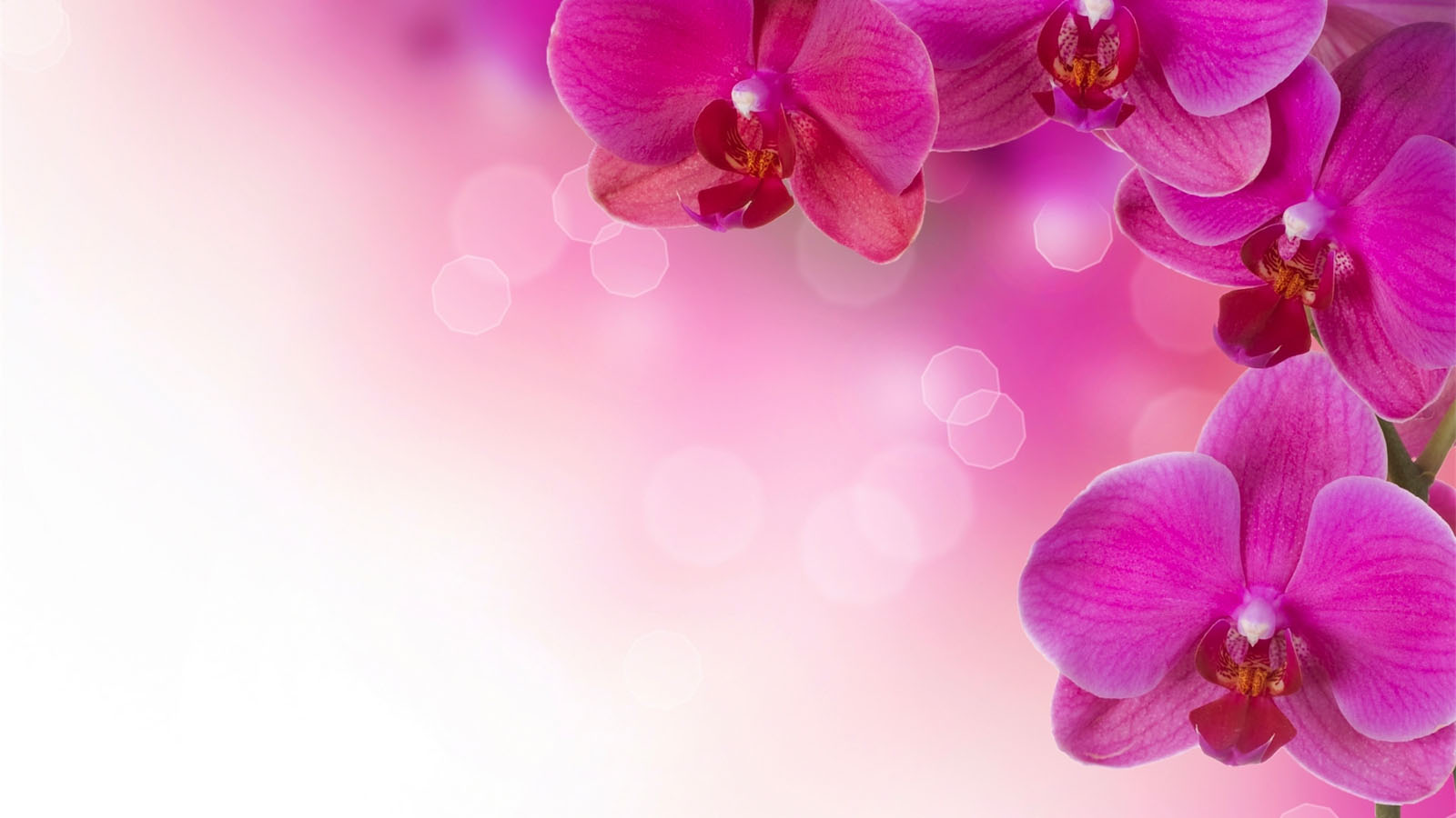 Pink Flower Background Wallpaper HD Desktop