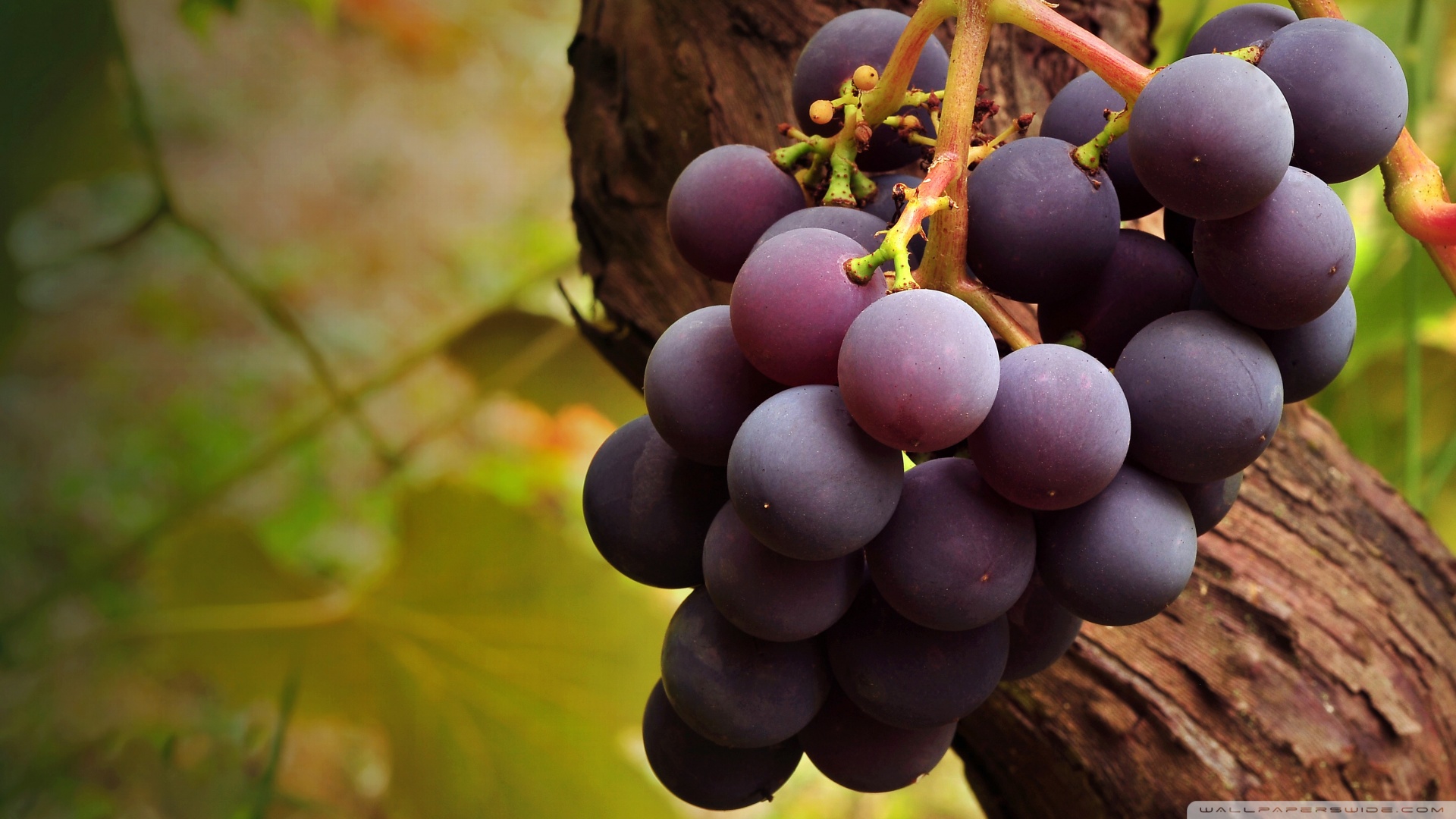 Grape Vine Wallpaper