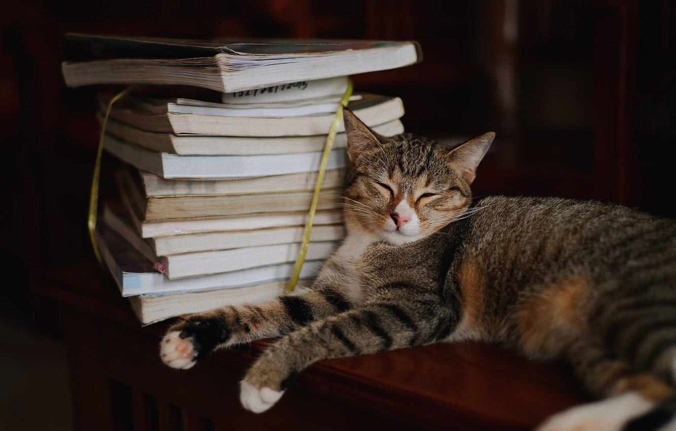 Wallpaper Cat Pose The Dark Background Books Sleep