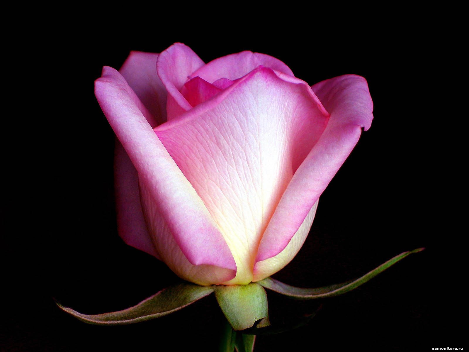  Bud A pink rose on a black background flowers pink roses 1600x1200
