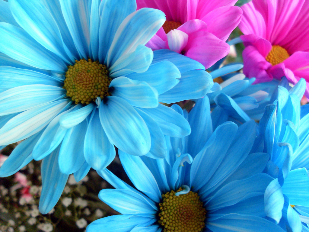 Free download Blue Daisy Flower Wallpaper [1024x768] for your ...