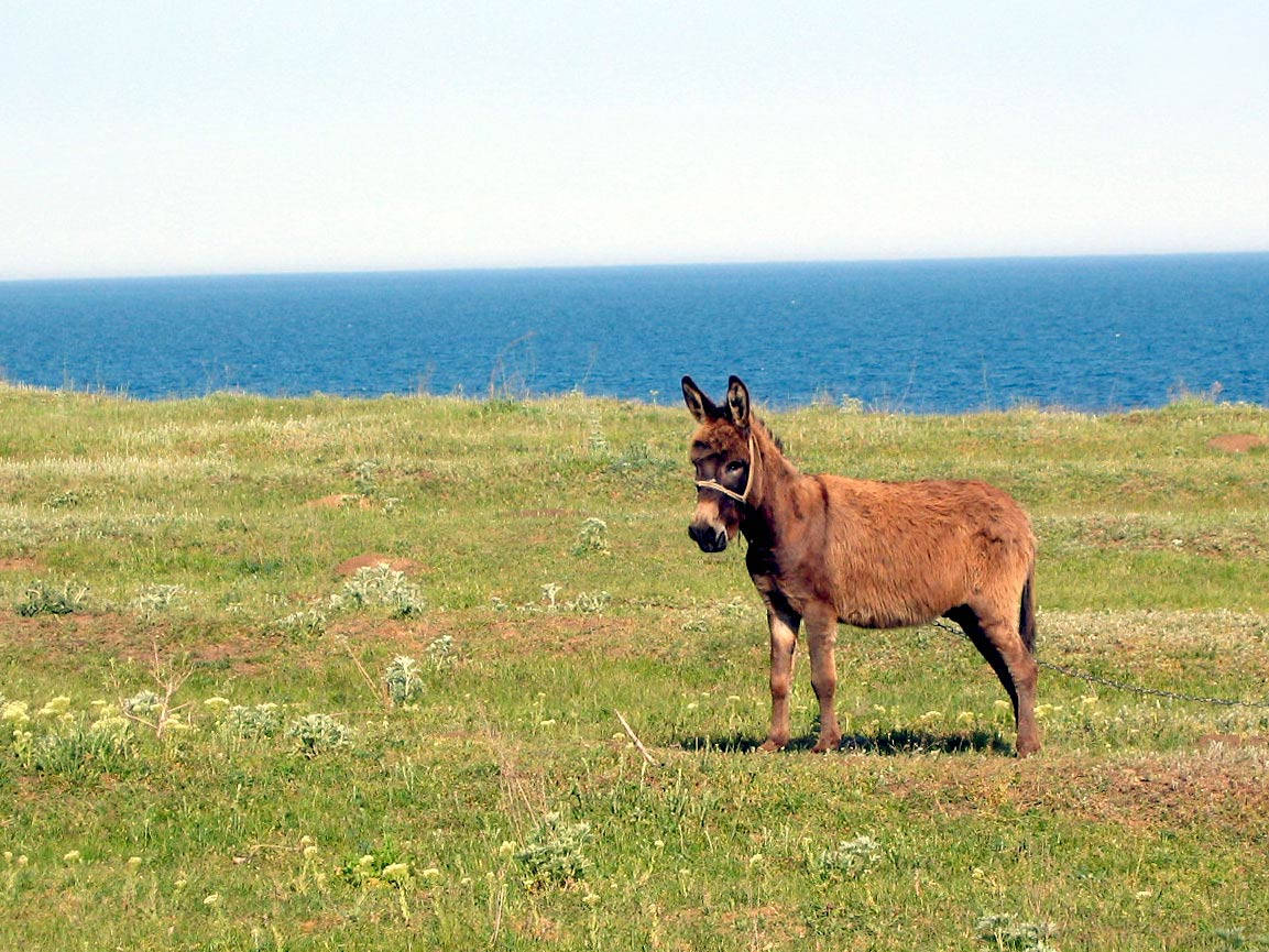 Donkey Wallpaper