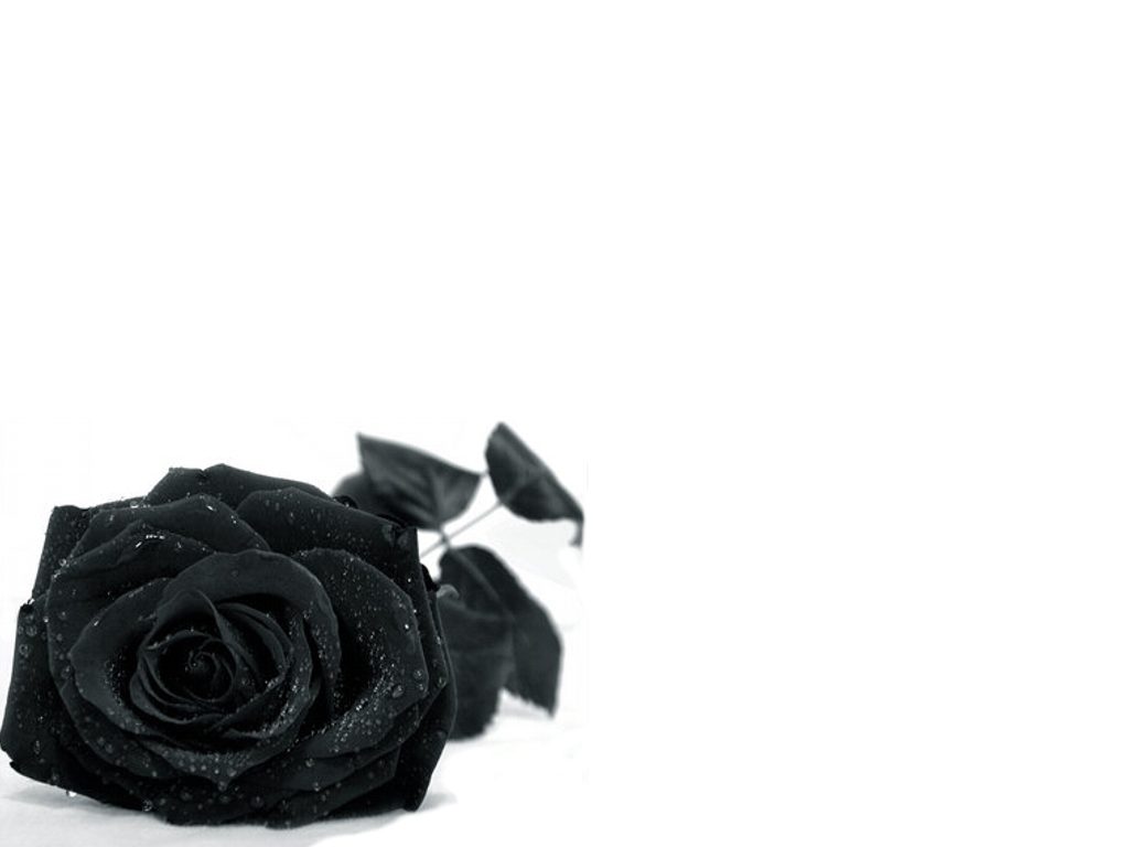 Black Roses Background Wallpaper For Desktop Imgcluster