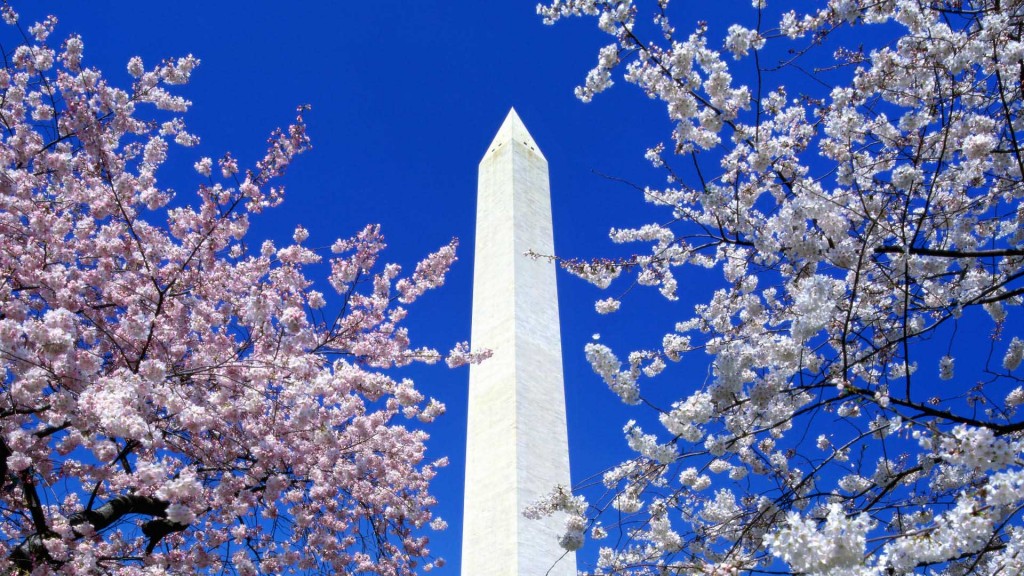Cherry Blossoms Washington Monument Washington DC