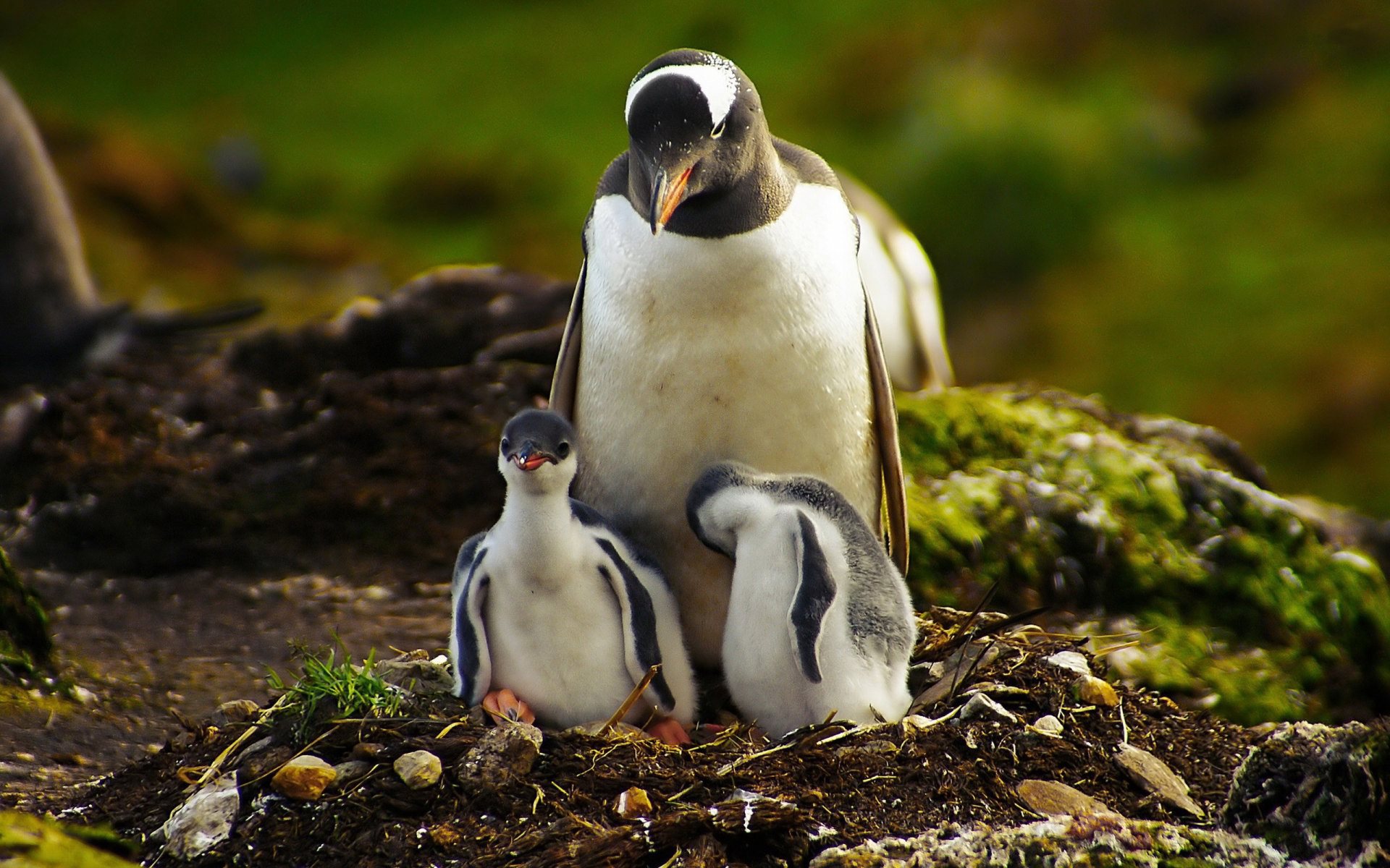 Penguins Babies Widescreen HD Desktop Background Photos Wallpaper