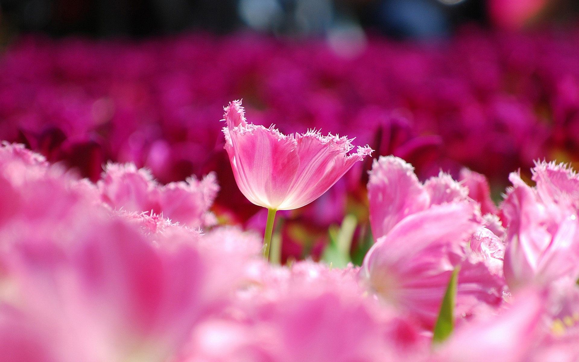 Tulips Pink Petals Flowers Field Wallpaper