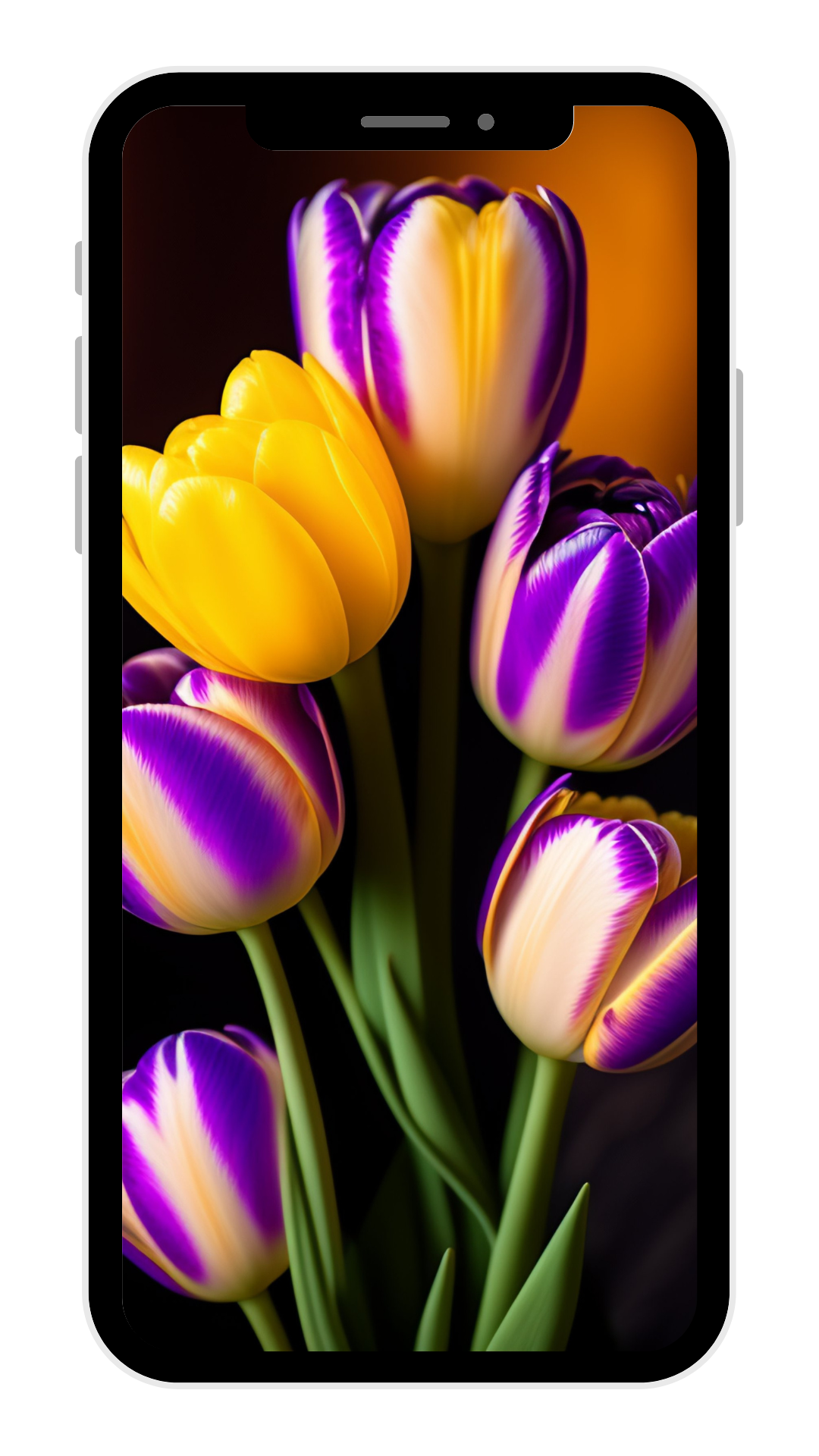 Explore Stunning Tulip Wallpaper For Your Ios Device Artofit