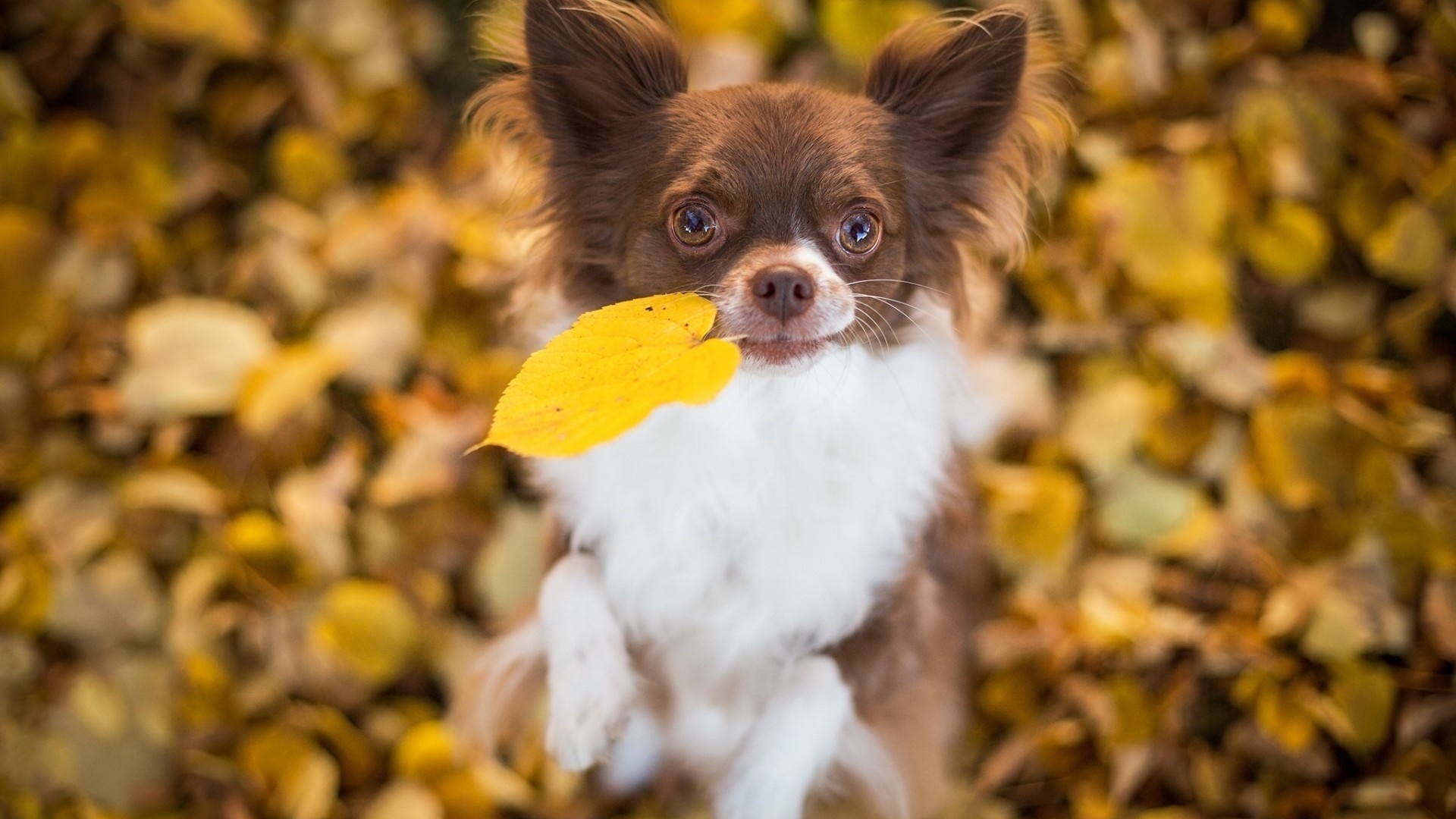 Chihuahua Dog Leaves Bokeh 4k UHD Wide Desktop Wallpaper