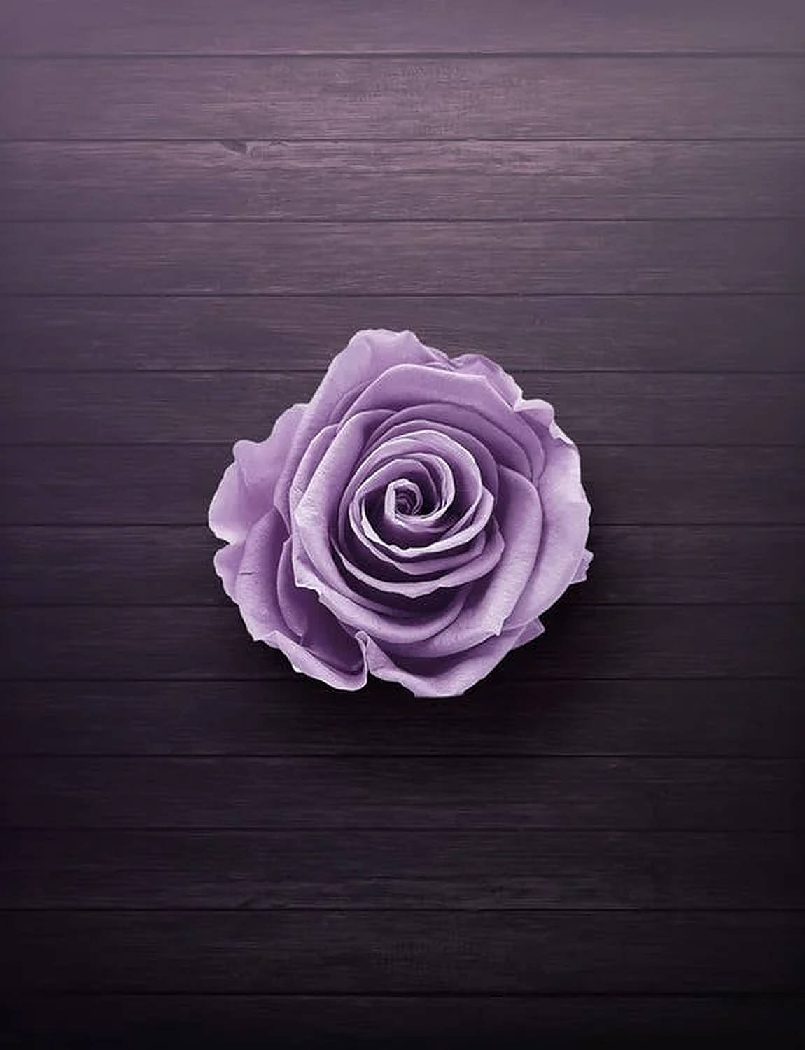 A single, perfect purple rose on a dark wooden background, ideal for a romantic or elegant wallpaper