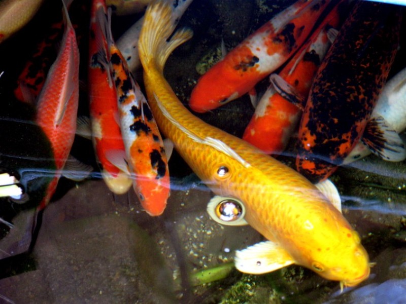 Koi Fish HD Wallpaper Image For Gadget Background