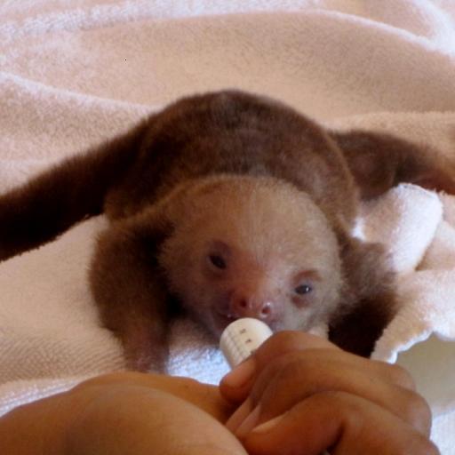 Cute Sloth Live Wallpaper Screenshot