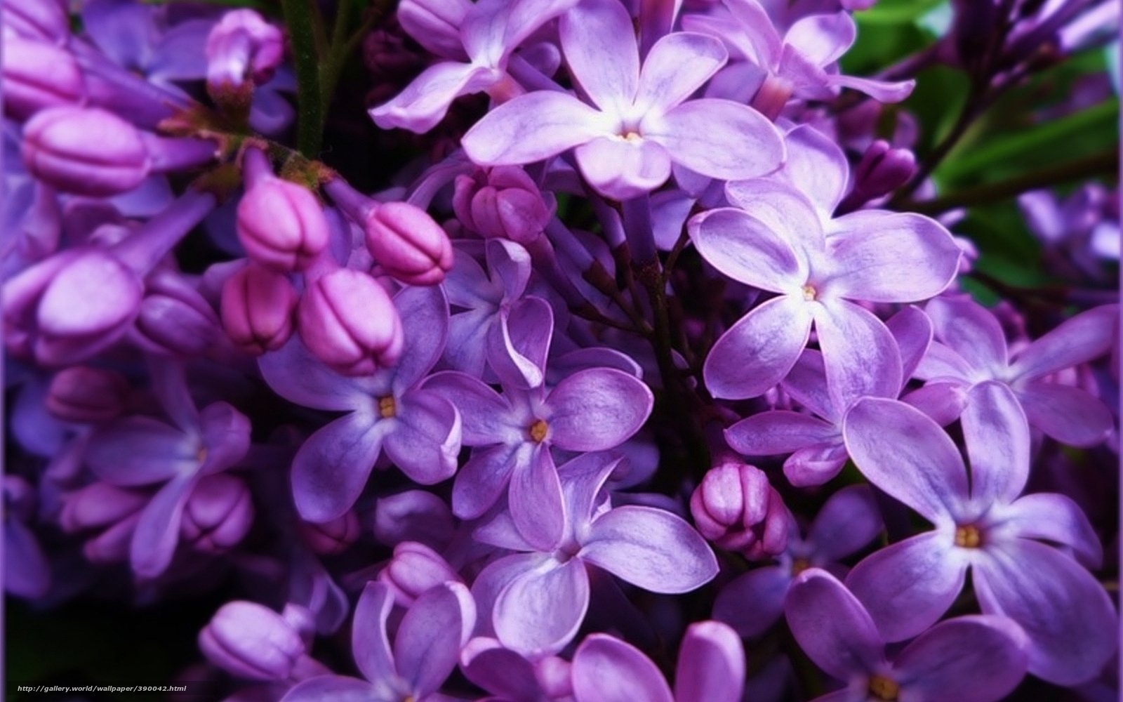 Wallpaper Flowers Lilac Purple Desktop