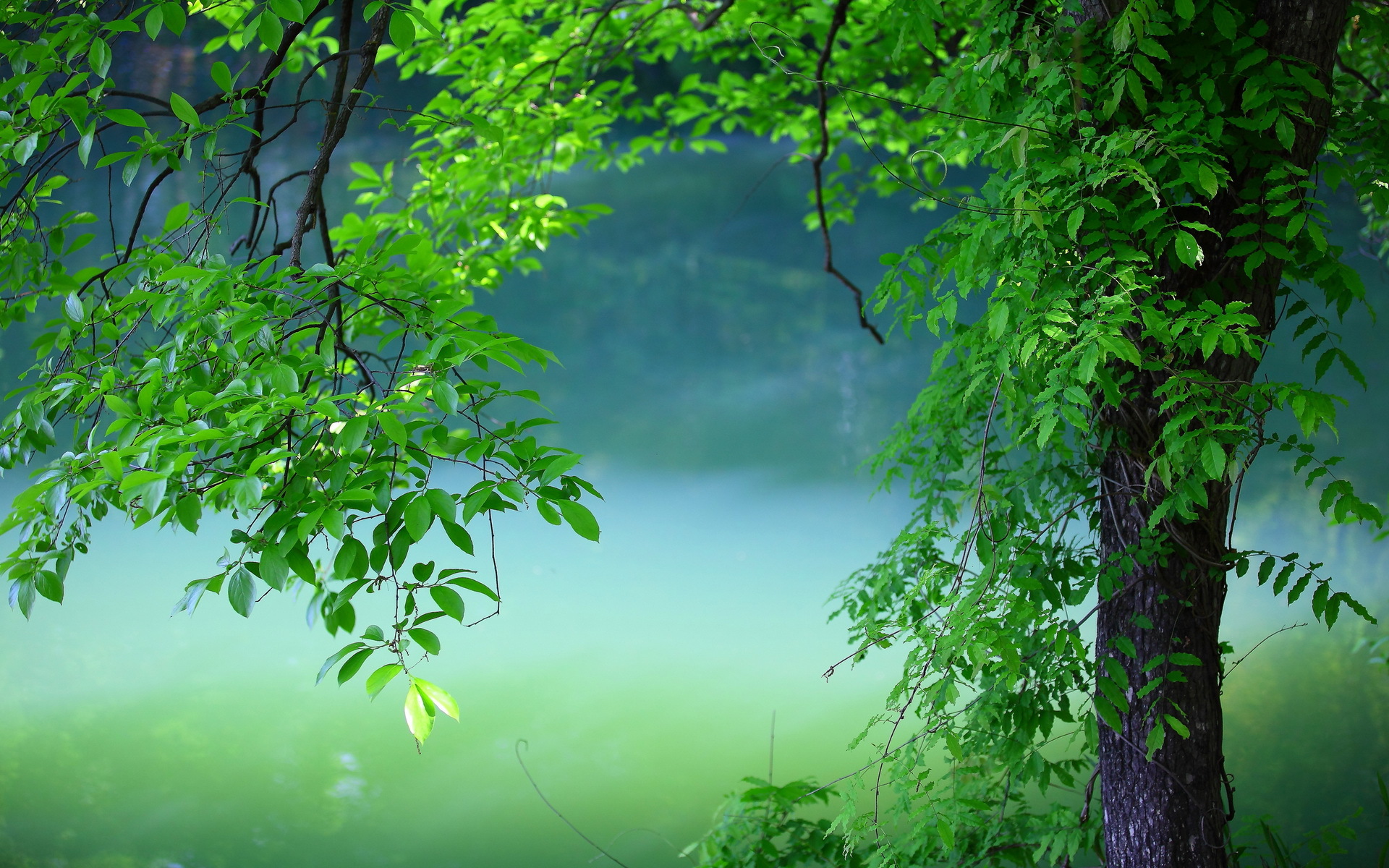 Serene Green Nature Wallpaper