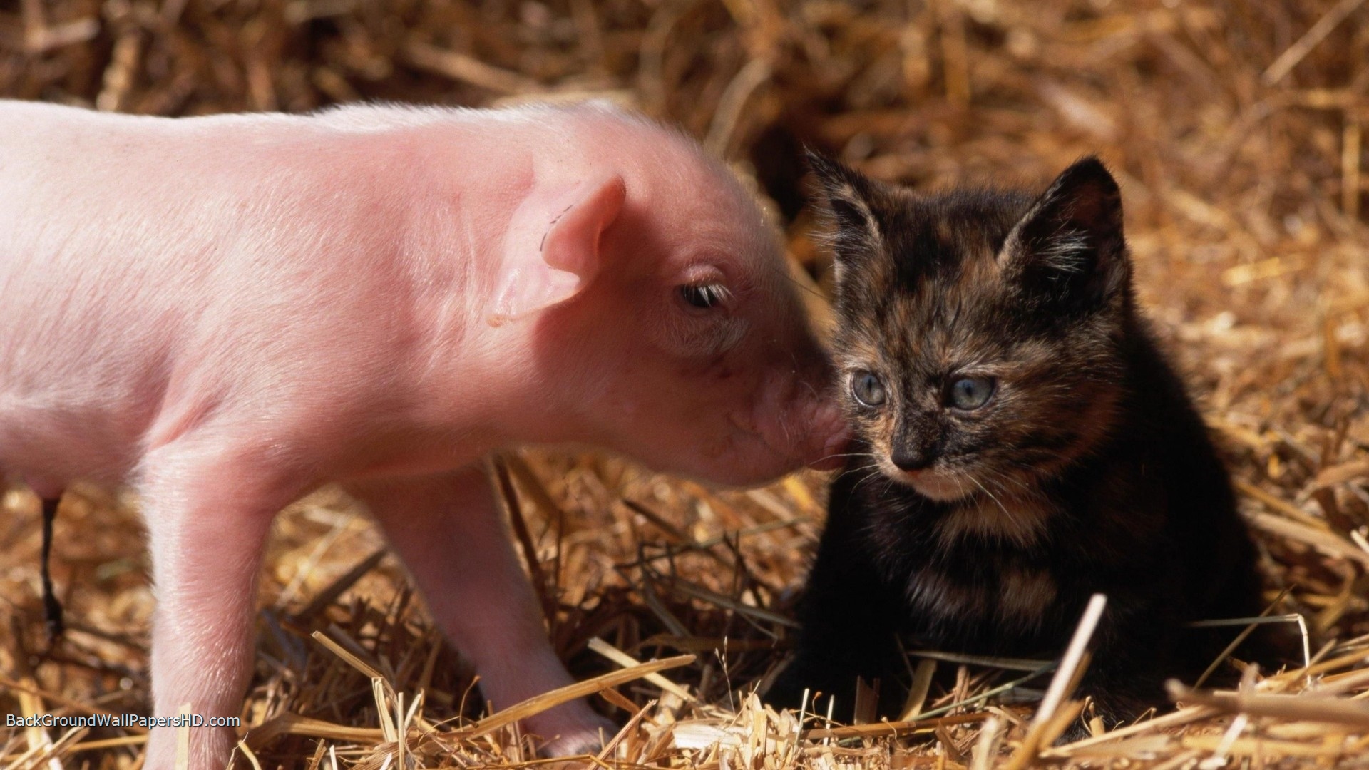 Baby Cat And Pig Wallpaper HD
