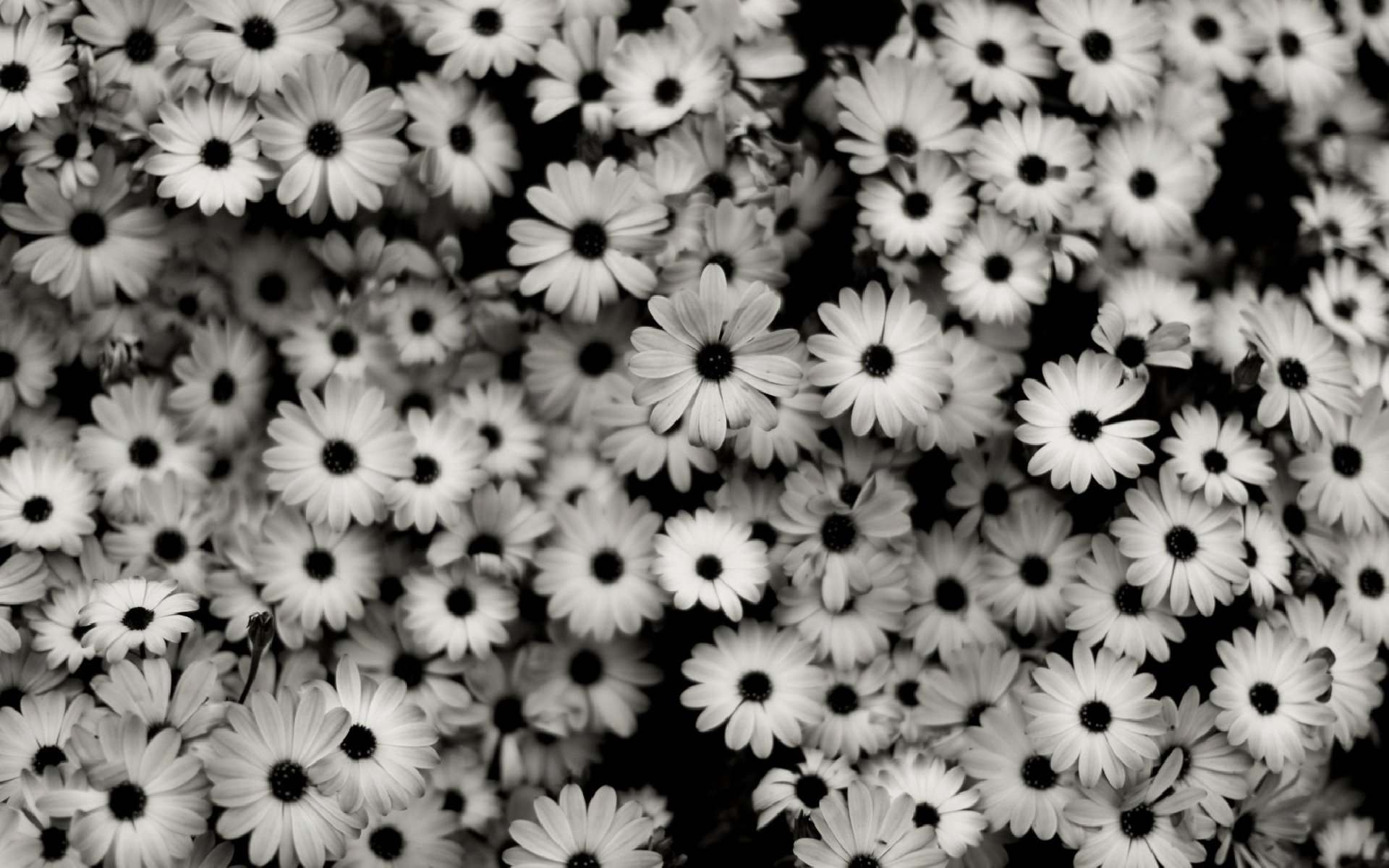Black And White Flowers Desktop Background Wallpaper