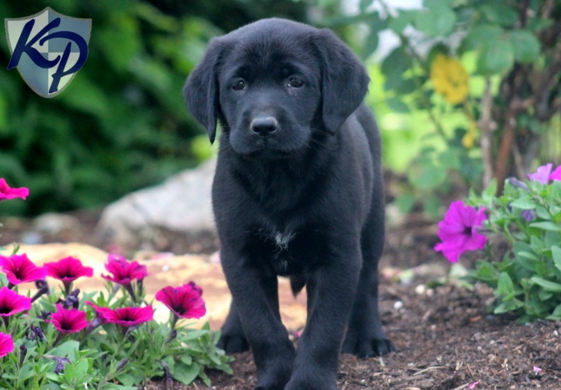 Black Lab Puppies For Sale Posted Months Ago Dogs