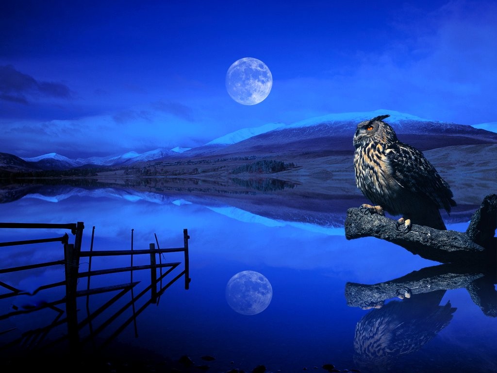 Owl Desktop Wallpaper HD