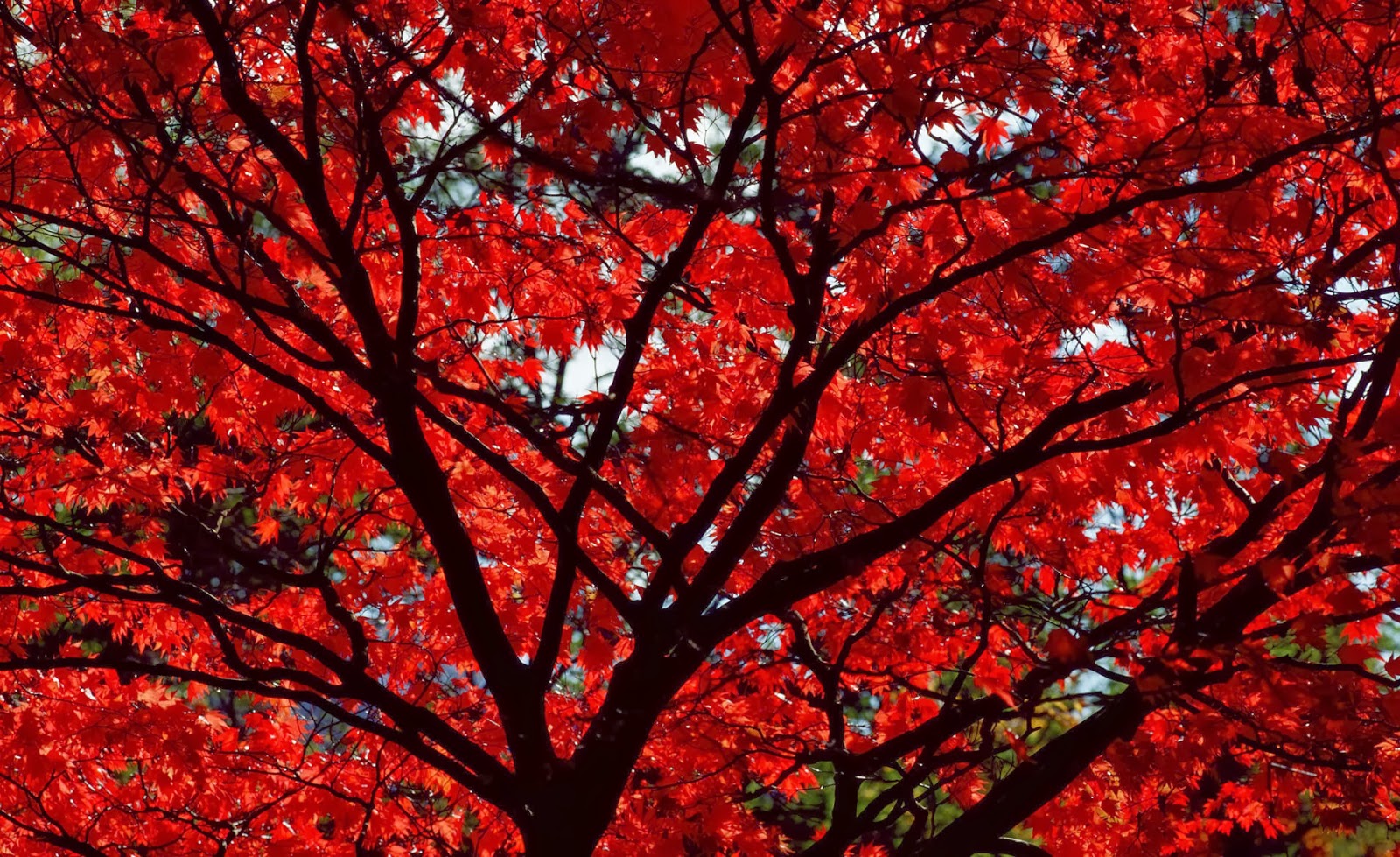 HD Wallpaper Desktop Autumn With Red Leaves