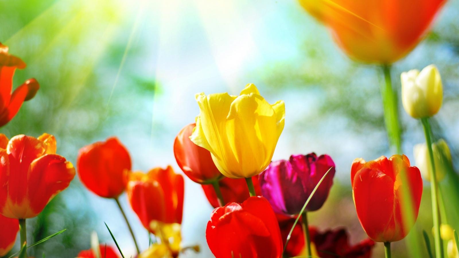Tulips Spring Sun Rays Sky IwallHD Wallpaper HD