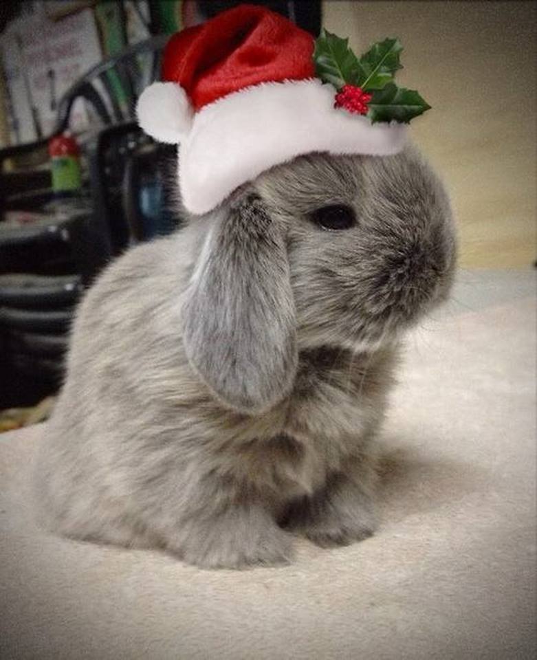 And Here Is A Bunny Claus I Love Animals