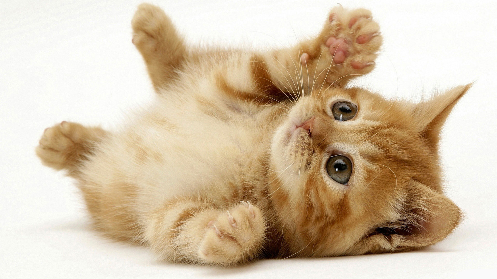 Little Cute Cat High Definition Desktop Image