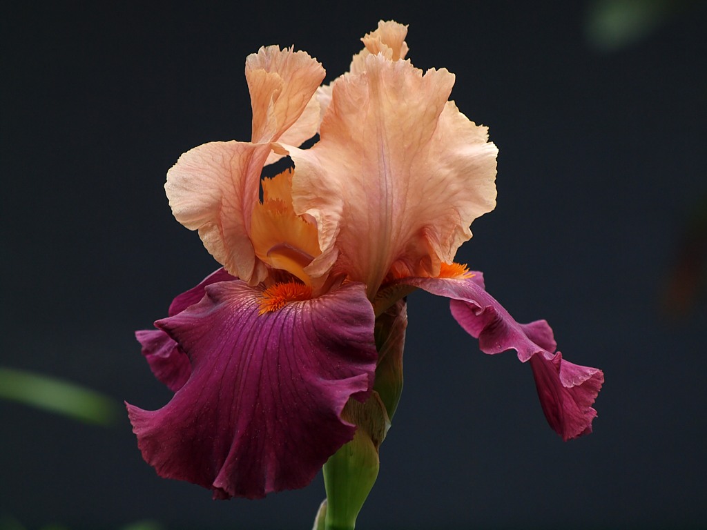 Image Of Dostoy S Contemplations Bearded Iris Wallpaper