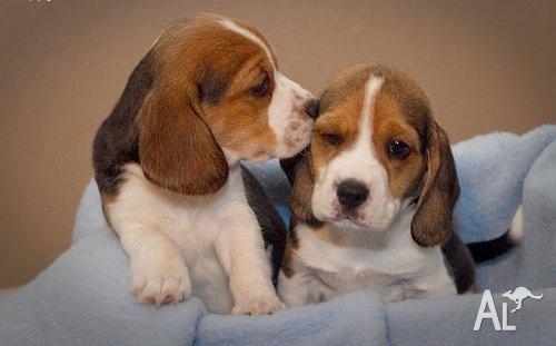 Images Of Beagle Puppy For Sale Wallpaper Dog Breeds Picture