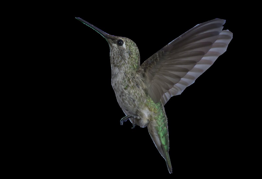 Hummingbird Animation By Leocervas